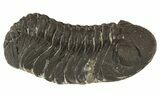 Morocops Trilobite - Almost No Rock With Hypostome #52424-1